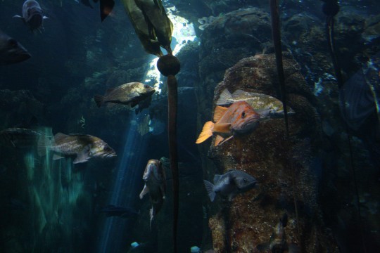 Swimmin with the fishes