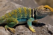 Colorful lizard sunning self on a rock