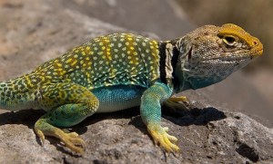 Colorful lizard sunning self on a rock