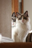 Obi and Luna at 6 months