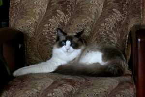 Obi on his petting chair